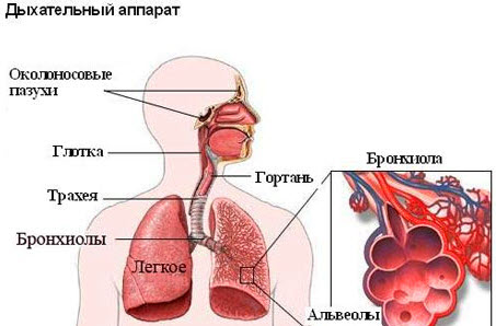 Бронхит - дыхательный аппарат